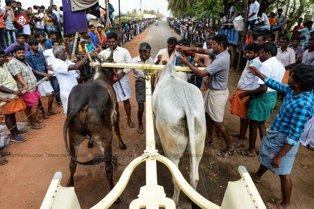 ரேக்ளா பந்தயம்