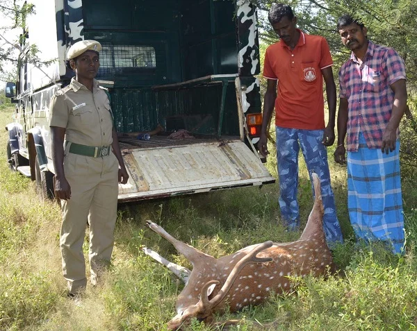 உயிரிழந்த மான்