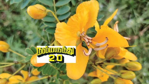 ஆவாரை