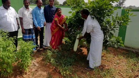 காய்கறி அறுவடை