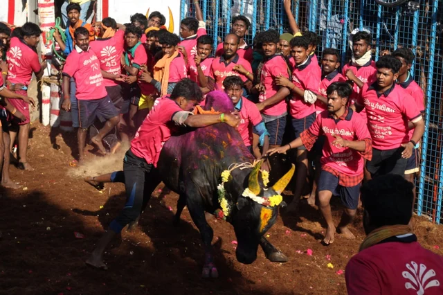 ஜல்லிக்கட்டு அவனியாபுரம்