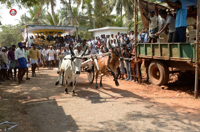 ரேக்ளா பந்தயம்
