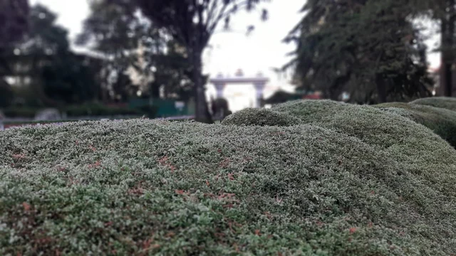 ground frost
