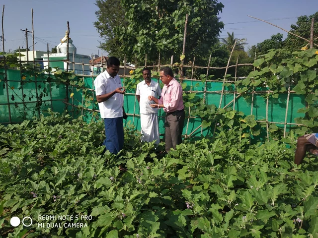 சமுதாயக் காய்கறித் தோட்டத்தில் திரவியம்