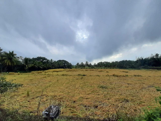 அறுவடை பாதிப்பு