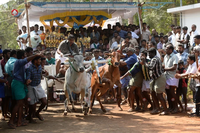 ரேக்ளா பந்தயம்