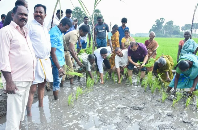 நாற்று நடுதல்