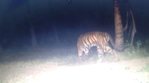 புலி
