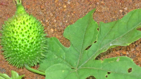 கொல்லங்கோவை