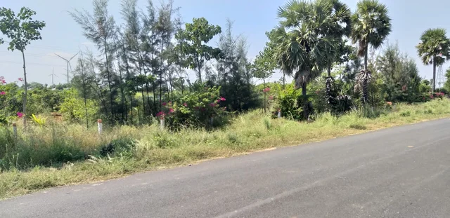 சாலையோரம் உள்ள தோட்டம்