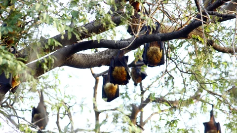மரங்களில் தொங்கும் வௌவால்கள்