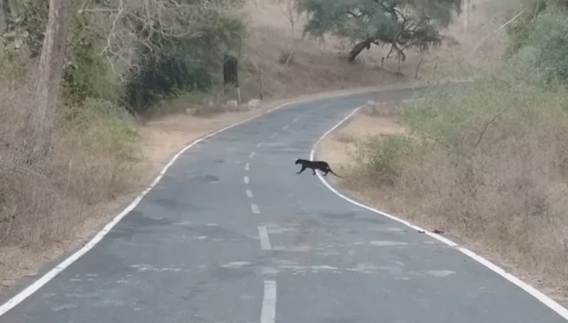 Black Panther