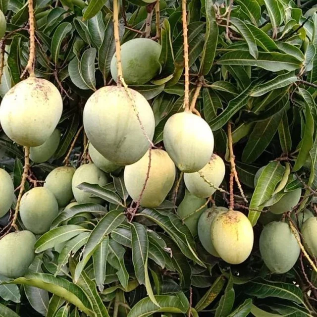 பெரியகுளம் மாம்பழம்