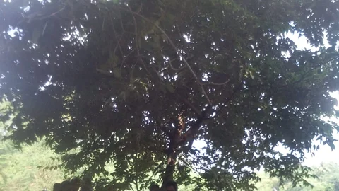 ருத்ராட்ச மரம்