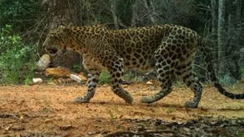 சிறுத்தை