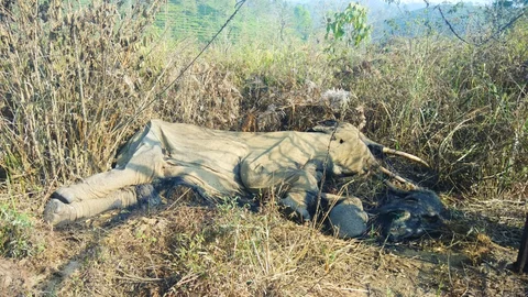 mass wildlife death