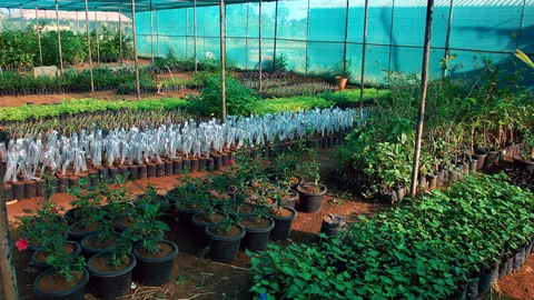 பல்வகை தாவரங்கள்,
மூலிகைத் தோட்டம்