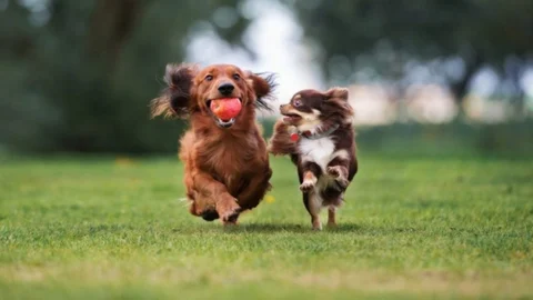 dog park | நாய்கள் பூங்கா
