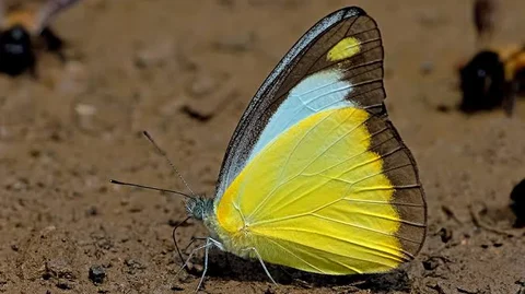 சாக்லேட் ஆல்பெட்ராஸ்
