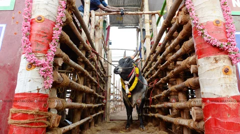 வாடிவாசலில் தயாராக நிற்க்கும் முதல் கோவில் காளை