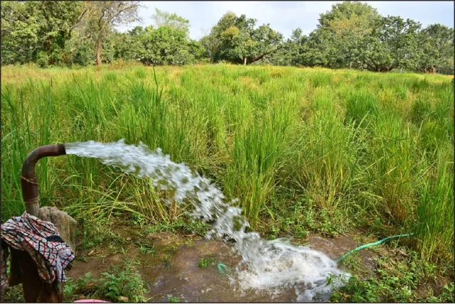 பாரம்பர்ய நெல் சாகுபடி: அதிக தண்ணீரைத் தேக்கினால் களைகள் கட்டுப்படுமா?