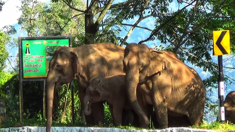 elephants