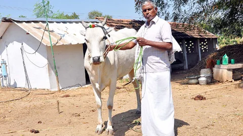 நாட்டு மாட்டுடன்