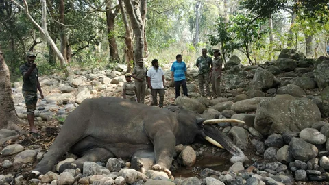 elephant death
