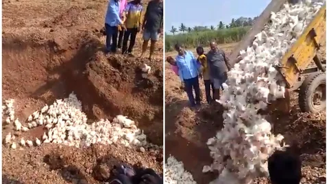 புதைக்கப்பட்ட கோழிகள்