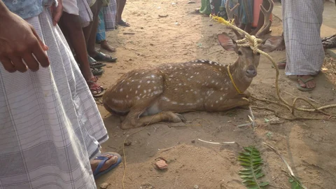 மீட்கப்பட்ட மான்