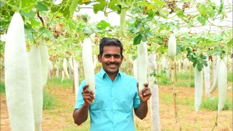 புடலை