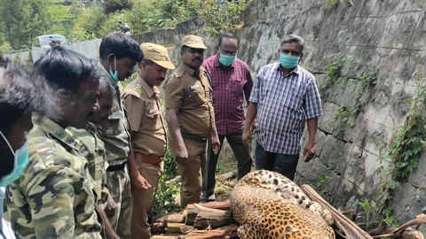 leopard death