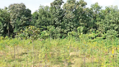 தேக்கு மரம்