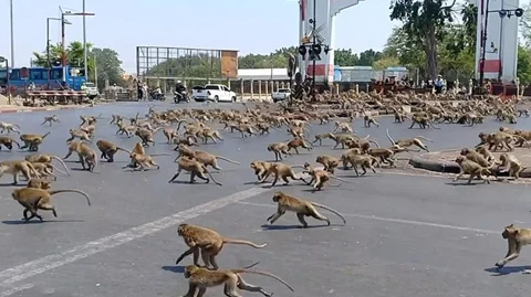 வெறிச்சோடிய சாலைகள், படையெடுக்கும் குரங்குகள்