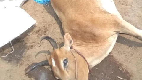 உயிரிழந்த மாடு