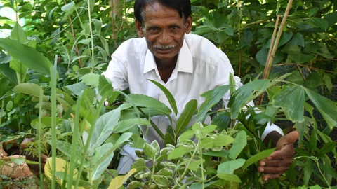 மூலிகைச் செடிகளின் காதலன் பவானந்தம்!