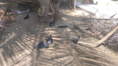 காகங்கள்