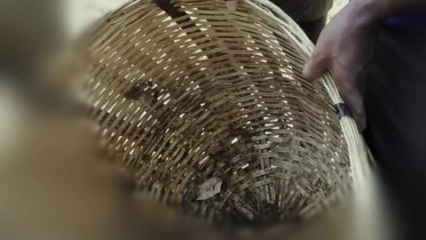பச்சிளம் குழந்தை
