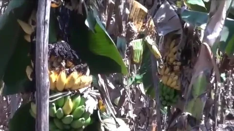 அழுகும் வாழைத்தார்கள்