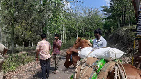 கழுதையில் கொண்டு செல்லப்படும் அத்யாவசியப் பொருள்கள்