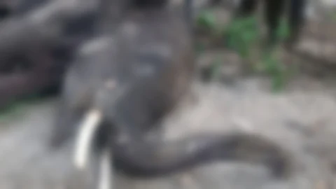 யானை