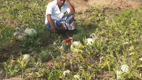 தர்பூசணி