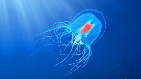 Immortal Jellyfish