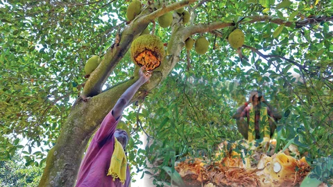 மரத்திலேயே அழுகும் பழங்கள்