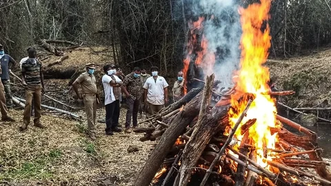 எரியூட்டப்படும் புலியின் உடல்கள்