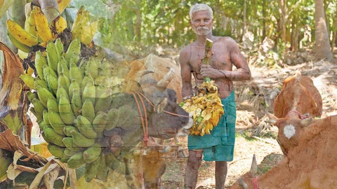 வாழை விவசாயி
