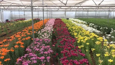 floriculture farming