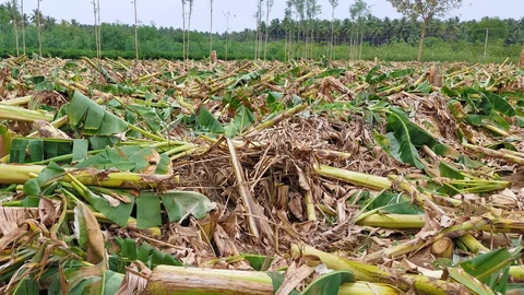 வெட்டி அழிக்கப்படும் வாழை மரங்கள்