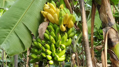 மரத்திலேயே பழுத்துள்ள பழங்கள்
