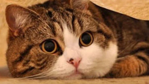 பூனை